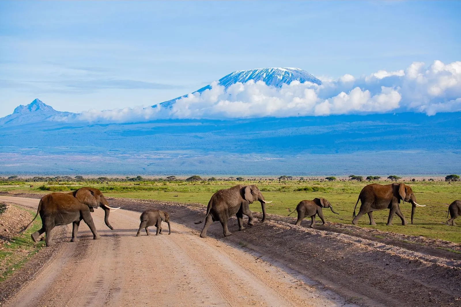 Amboseli Elephants — 2 Days