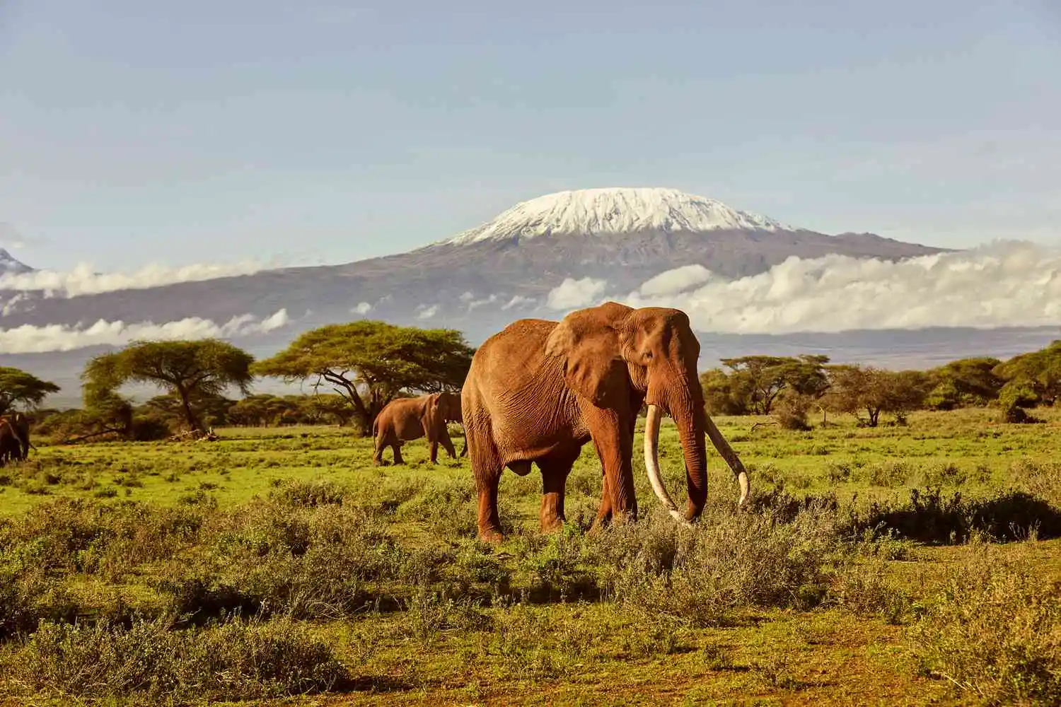 Amboseli elephants