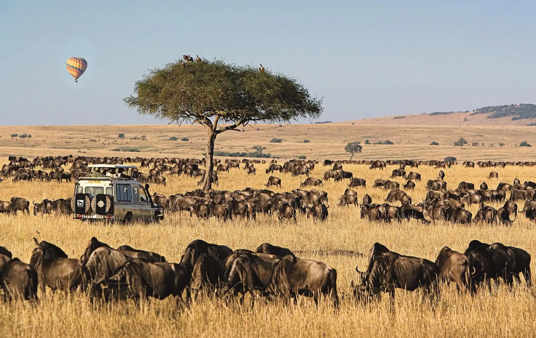 Maasai Mara savannah