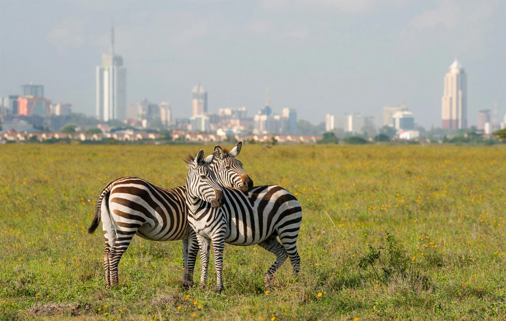 Nairobi National Park & City — 1 Day