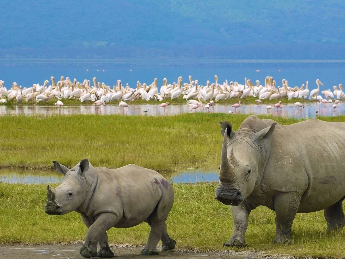 Lake Nakuru — Day Trip