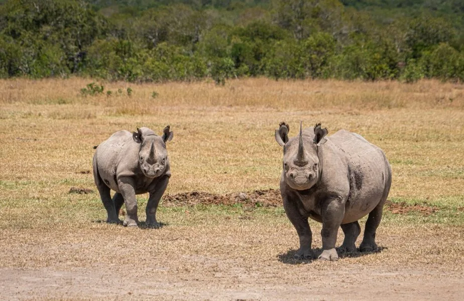 Ol Pejeta Conservancy