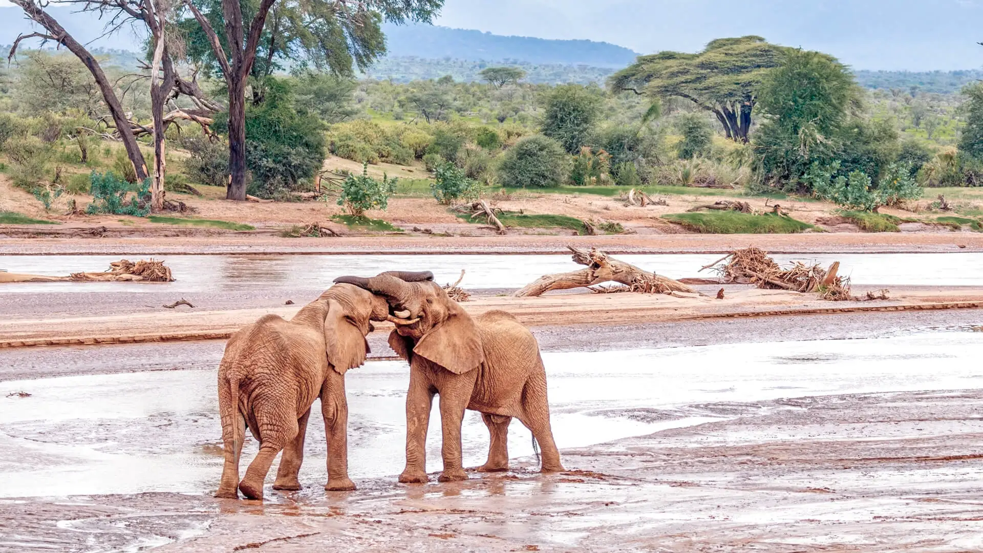 Samburu Special Five — 3 Days