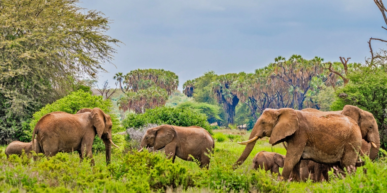 Samburu landscape